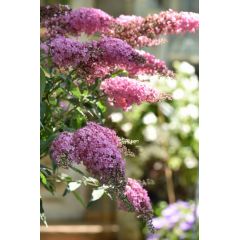 Budleja Dawida 'Pink Cascade'